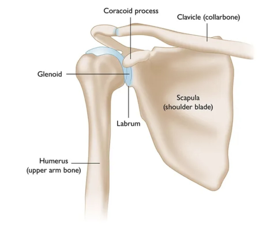 <p>clavicle, scapula, humerus </p>
