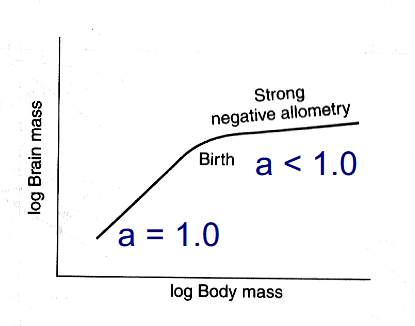 <p>Human Ontogeny </p>