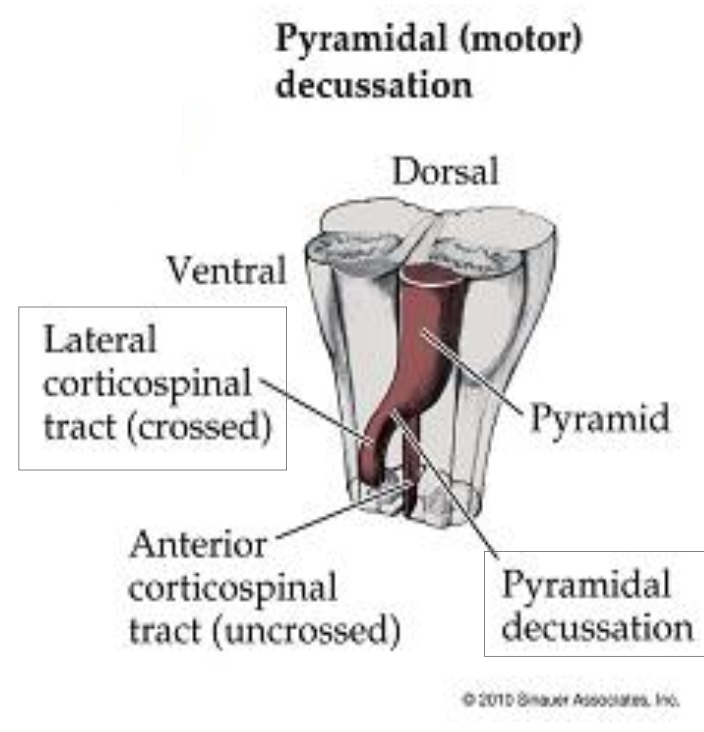 <p><strong><em>~85-90%</em></strong> of the axons crossover to the <strong><em>contralateral side at the pyramidal decussation</em></strong> (at the level of the cervicomedullary junction)</p>