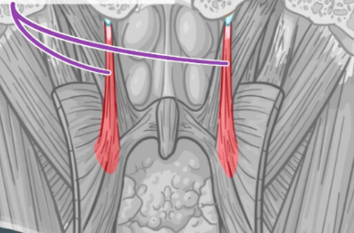 <ul><li><p>Raises the pharynx during swallowing</p></li><li><p>Opens the orifice of the pharyngotympanic tube</p><ul><li><p>Equalizes pressure in pharynx</p></li></ul></li></ul><p></p>