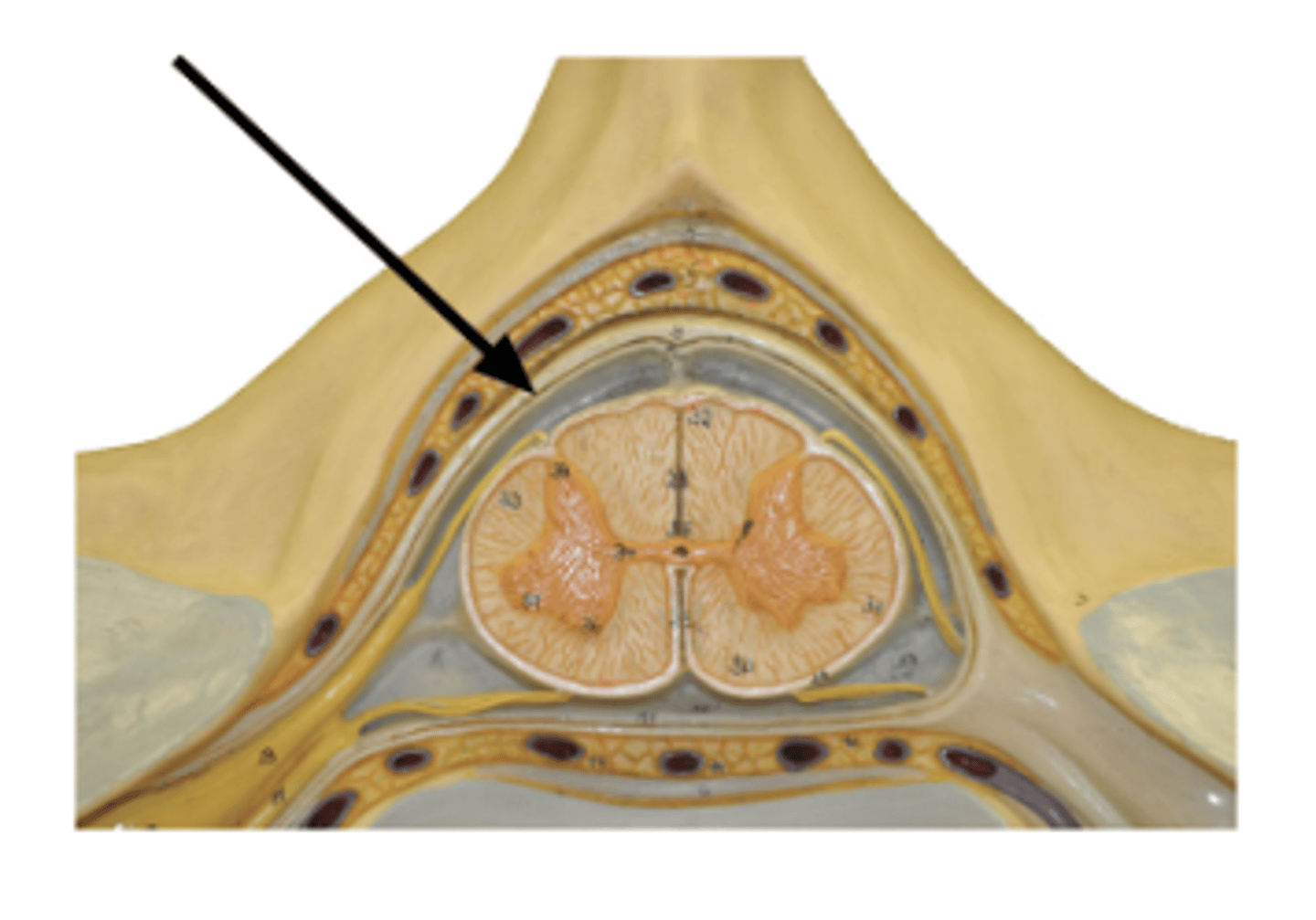 <p>Identify structure.</p>