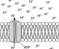 <p><span>The illustration shows the active transport of hydrogen ions through a membrane protein.</span><br><span>Which of the following best predicts the effect of not having ATP available to supply energy to this process?</span></p>