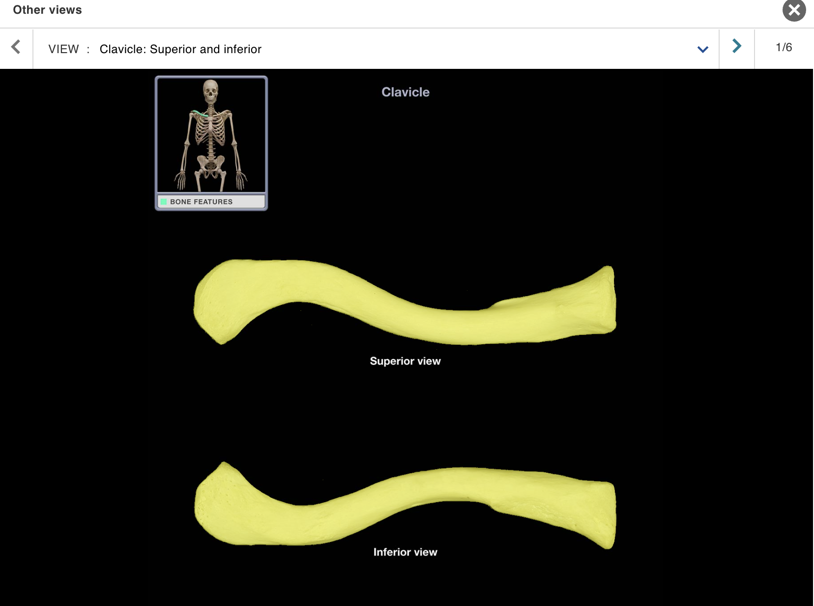 <p>Location:</p><p class="p1">• Junction of neck and anterior thorax</p><p class="p1">Description:</p><ul><li><p>﻿﻿Subcutaneous, S-shaped bone</p></li><li><p>﻿﻿Medial end articulates with sternum at sternoclavicular joint</p></li><li><p>﻿﻿Lateral end articulates with acromion of scapula at acromioclavicular joint</p></li></ul><p>Also known as:</p><p class="p1">• "Collar bone"</p>