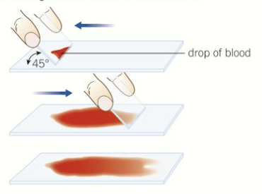 <p>edge of a slide used to smear sample, creating thin, even coating on another slide</p><p>cover slip then placed over sample</p><p>example of a smear slide - sample of blood</p><p>good way to view cells in blood</p>