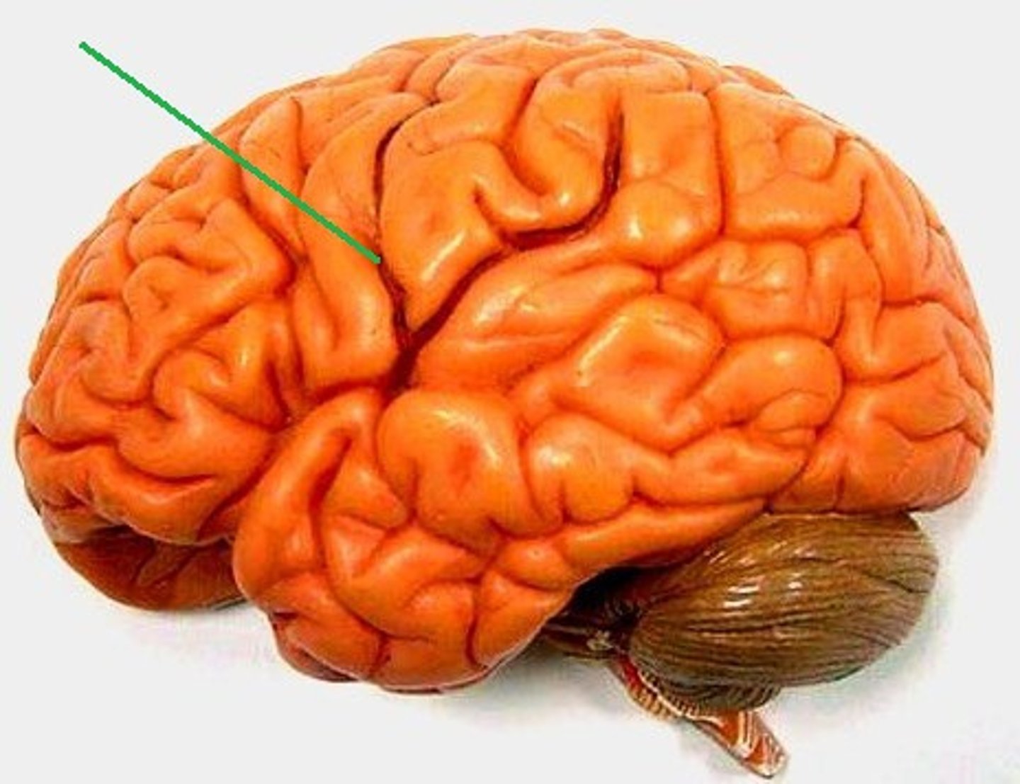 <p>separates temporal and parietal lobes</p>