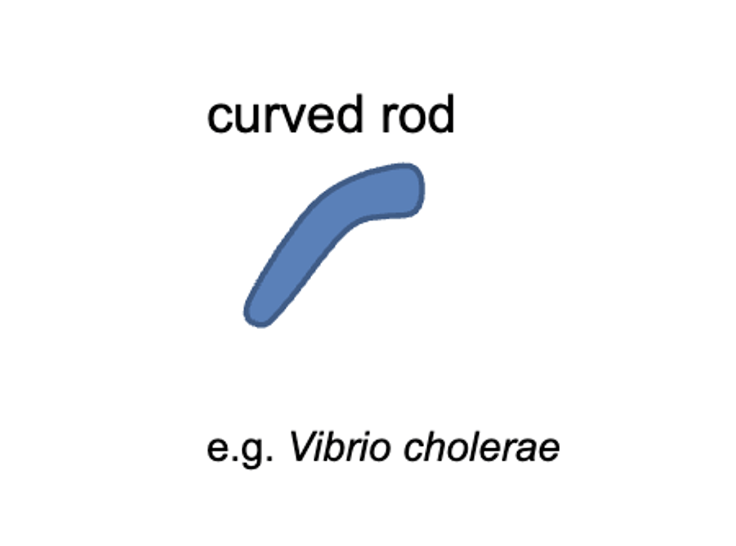 <p>curved rod</p>