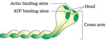<p>What are 3 structural features of myosin?</p>