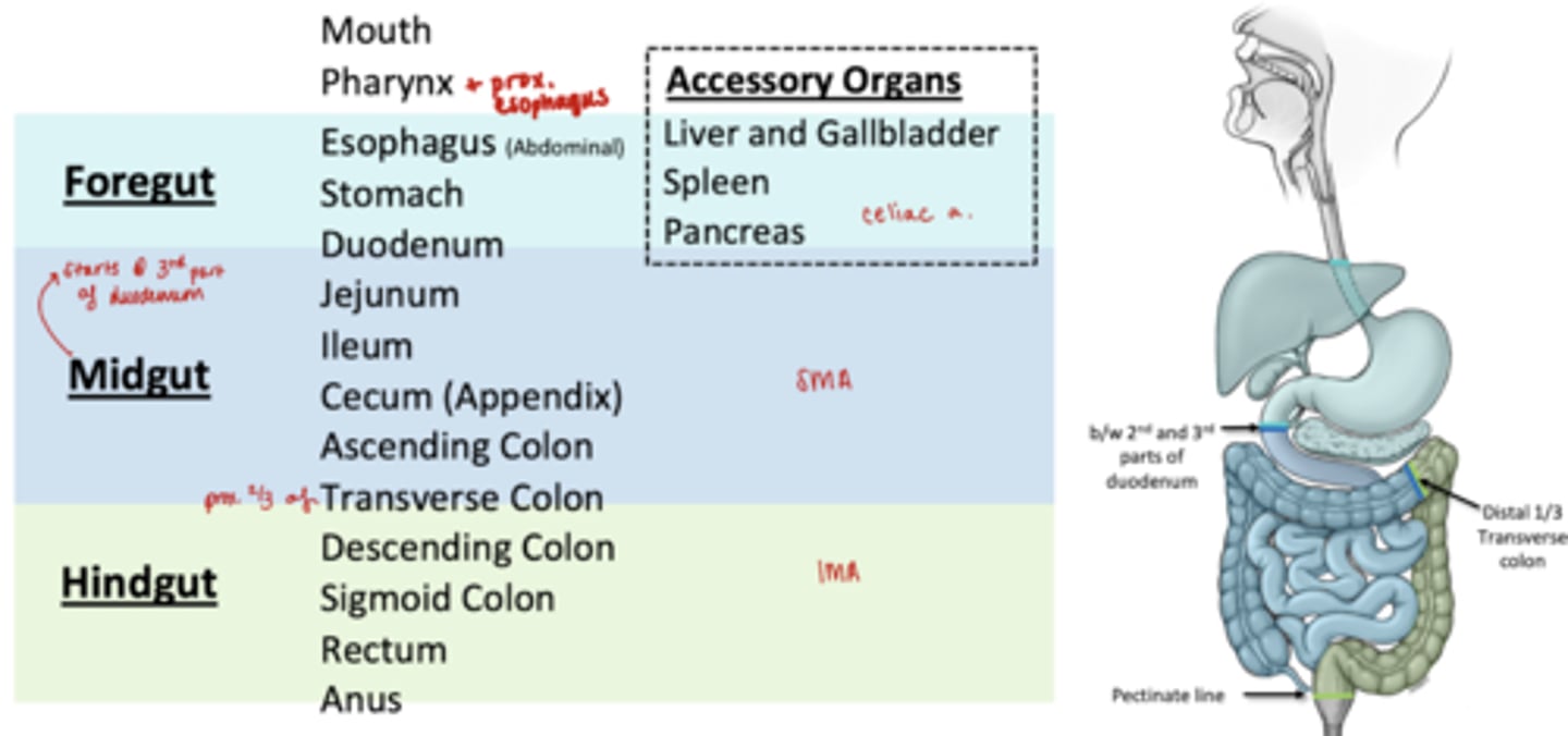 <p>Esophagus (abdominal)</p><p>Stomach</p><p>Prox 2/3 Duodenum</p><p>Accessory Organs:</p><p>Liver and Gallbladder</p><p>Spleen</p><p>Pancreas</p>