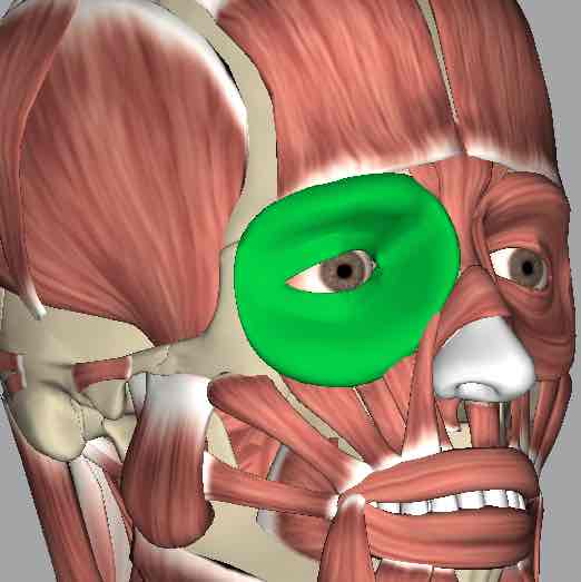 <p>Muscle that closes the eyelids.</p>