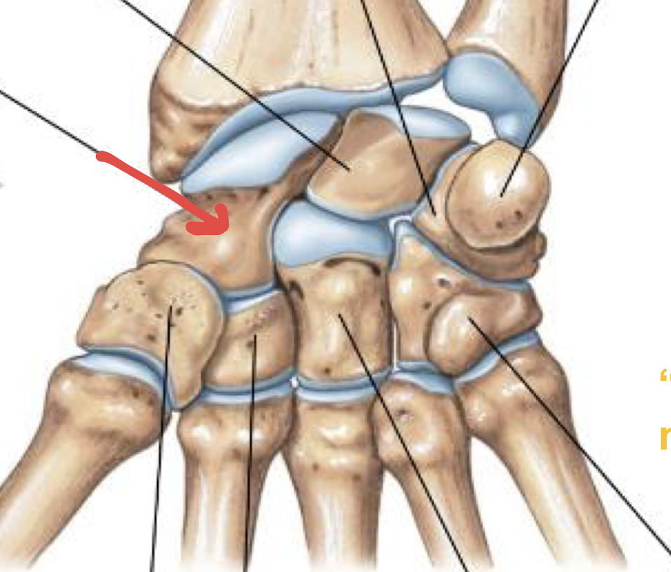 <p>what is this part of the hand?</p>