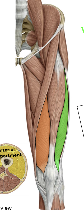 <p>Vastus lateralis — Anterior thigh (green) </p><p></p>