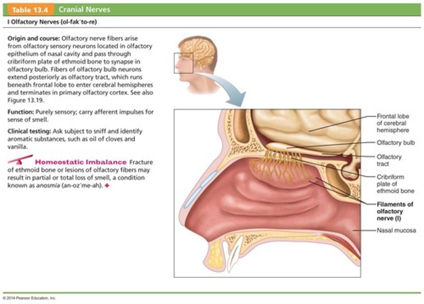 <p>Purely sensory function related to smell.</p>