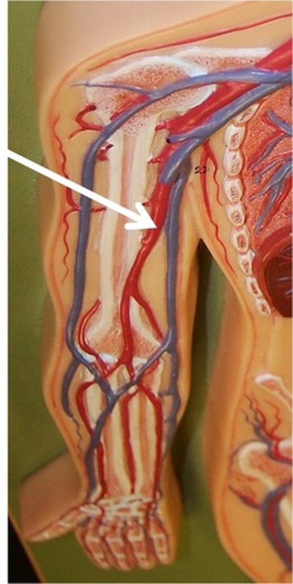 <p>continuations of the axillary arteries along each humerus. They bifurcate into smaller arteries in the hands. Common site for measuring blood pressure.</p>