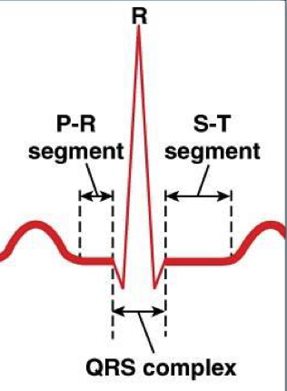 <ul><li><p>P-R: time between end of atrial depolarization and onsent of ventricle depolarization. </p></li><li><p>S-T: end of ventricular depolarization and onsent of ventricular repolarization</p></li></ul><p></p>