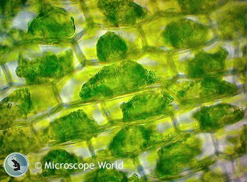 <p>What cell is this.</p>