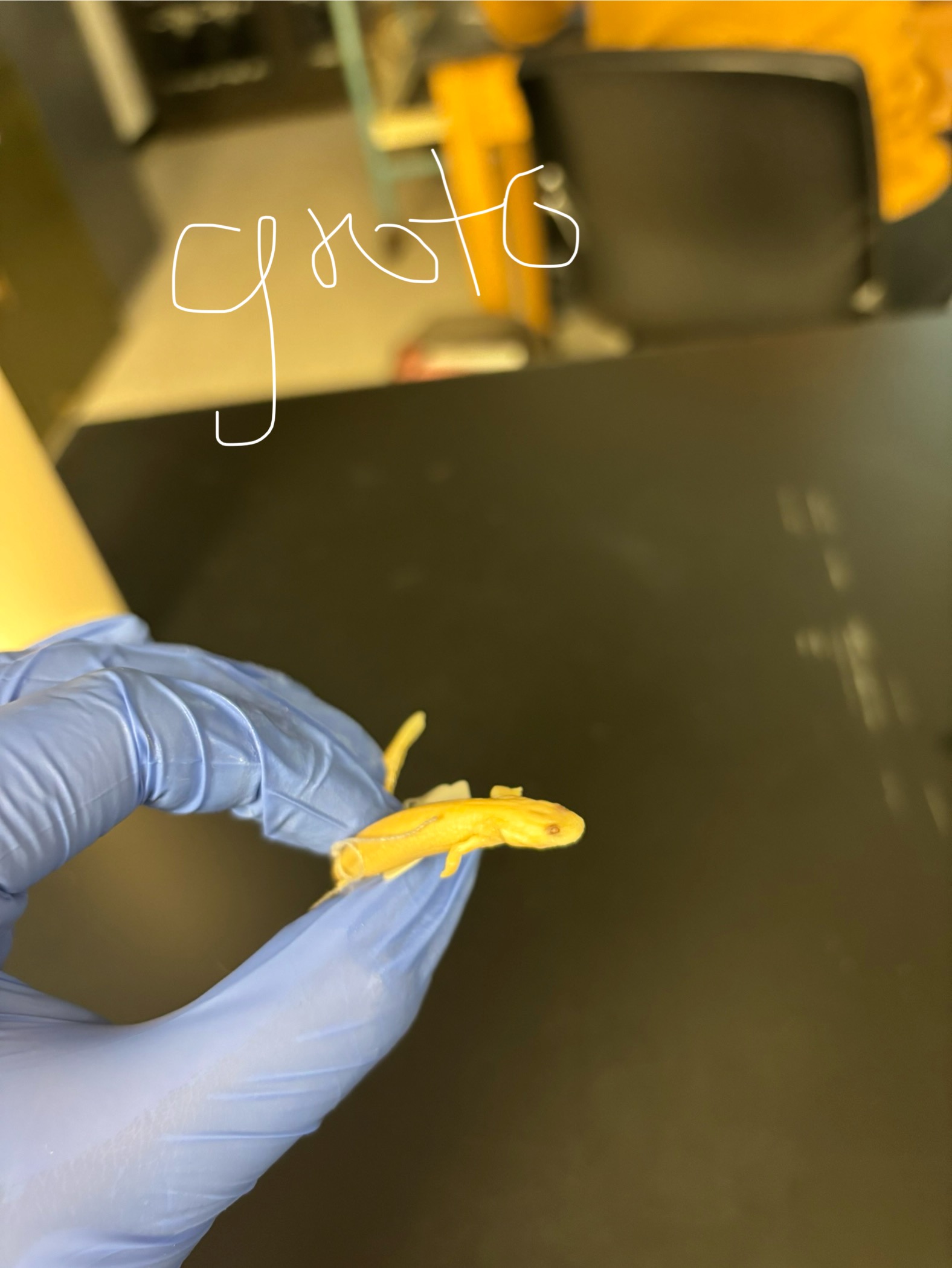 <p>Extreme SE KS</p><p>White/pink with dark eye spots</p><p>Cave specialists</p><p>Eats inverts & guano</p>