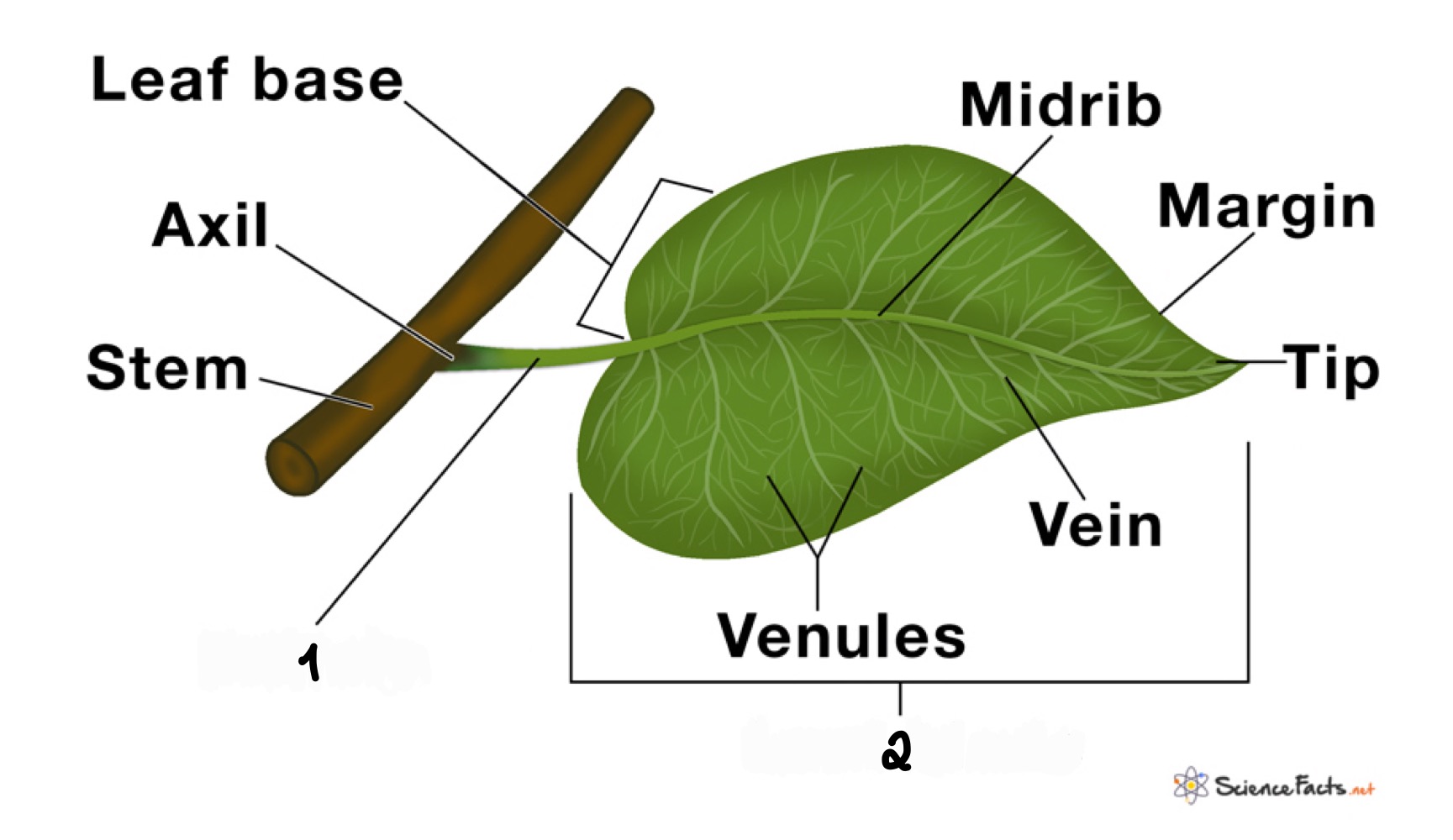 <p>• parts of a leaf (1) joins the leaf to a node of the stem (2) flattened; the whole leaf</p>