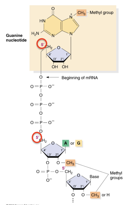 <p>added to the 5’ end of the mRNA</p><ul><li><p><span>attached to mRNA by a 5’-5’ linkage when mRNA is 20-30 nucleotides long</span></p></li><li><p><span>necessary for translation</span></p></li><li><p><span>protects RNA from 5’ to 3’ exonucleases</span></p></li></ul><p></p>