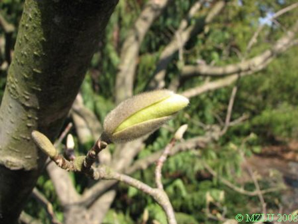 <p><strong><em>Magnolia sp.</em></strong></p><p><strong>Pupeny s 1 krycí šupinou, střídavé, </strong>alespoň koncový pupen nápadně veliký (2 – 3 cm) a plstnatý</p>