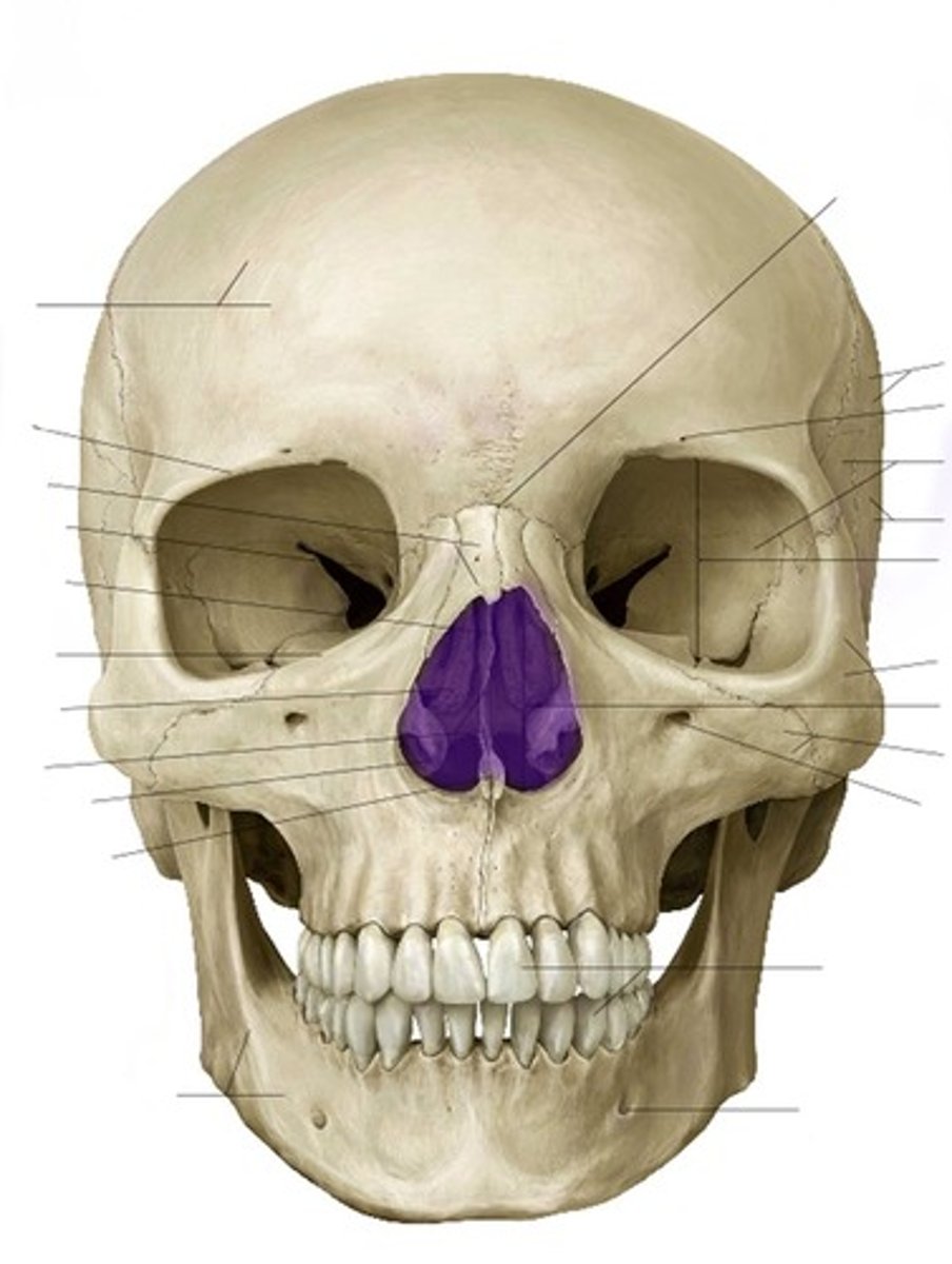 <p>2D opening</p><p>pear-shaped opening (tracing of the nasal cavity)</p>