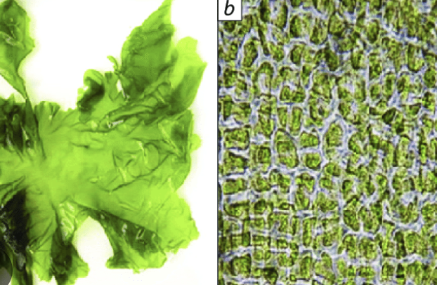 <p>Thin sheetlike</p><p>Blades two cells thick</p><p>no stalk</p><p>cells are irregularly arranged</p>