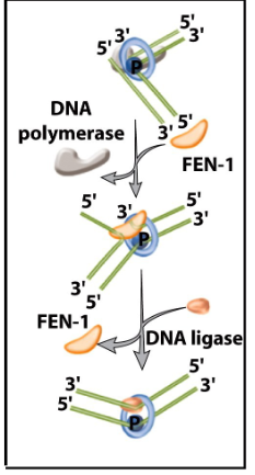 <ul><li><p><strong>RNA primer removed by FEN-1 and/or Rnase H</strong></p></li></ul><p></p>