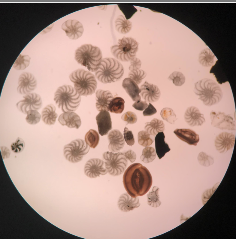 <p>Belongs to rhizaria</p><p>Marine chemoheterotrophs</p><p>Deposits of CaCO3</p><p>Moves carbon to deep-sea sediments</p><p>Pseudopods extend out to cast sticky net and catch food</p><p>Label the calcium carbonate shell</p>