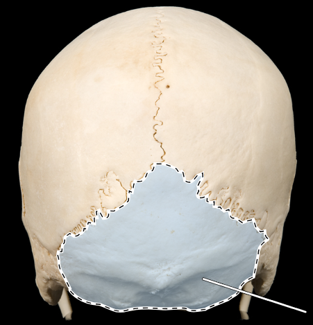 <p>Name this bone.</p><p>(Skull, posterior view).</p>
