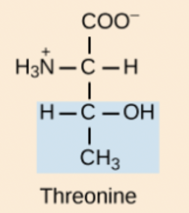 <p>Thr</p>