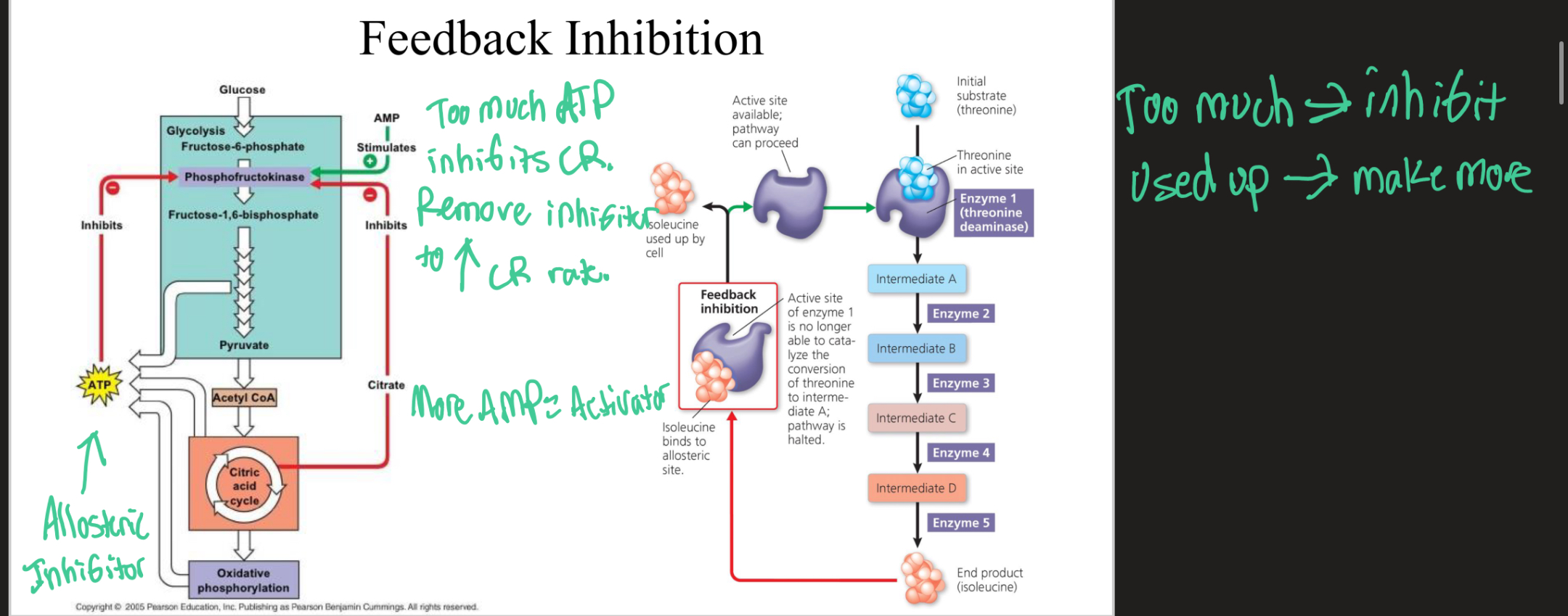 <p>Feedback Inhibition</p>