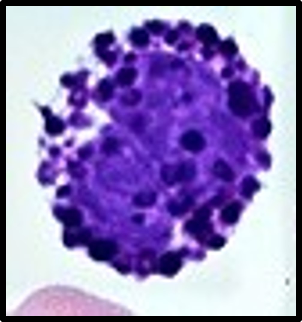 <ul><li><p>Polymorphonuclear</p></li><li><p>Contains Granulocytes</p><ul><li><p>Granules stain dark/purple</p></li></ul></li><li><p>.5-1% of circulating WBC’s (least amount)</p></li><li><p>Release histamine which dilates blood vessels and releases Heparin which prevents blood clotting</p></li></ul>