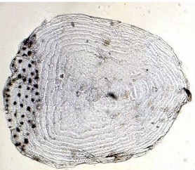 <p>What type of scale is this?</p>