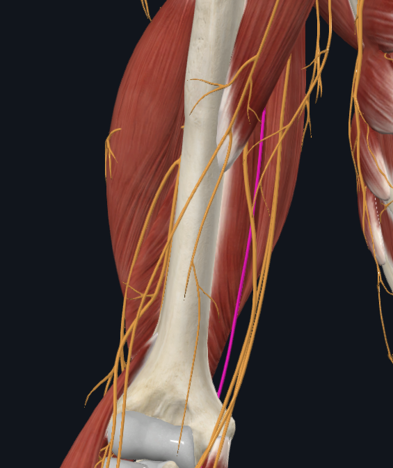 <p>What nerve is this</p>