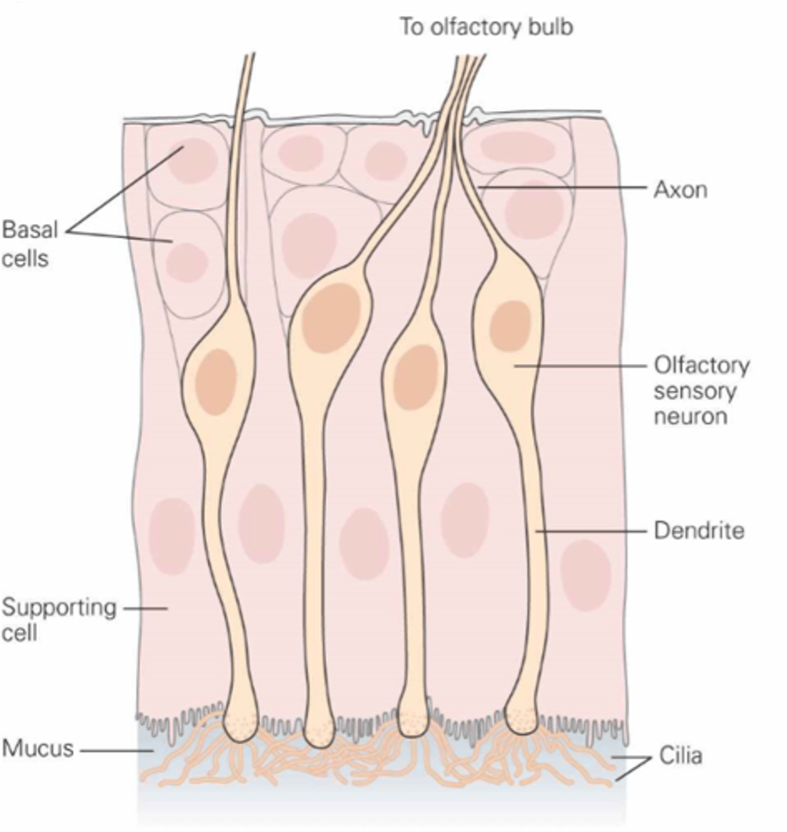 <p>The axons are ___, ______________</p>