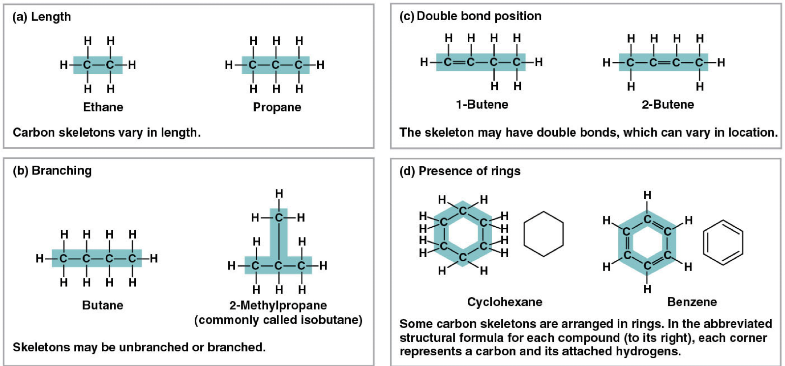 <ul><li><p>Carbon skeletons vary in length</p></li><li><p>The skeleton may have double bonds, which can vary in location</p></li><li><p>Skeletons may be branched or unbranched</p></li><li><p>Some skeletons are arranged in rings</p></li></ul><p></p>