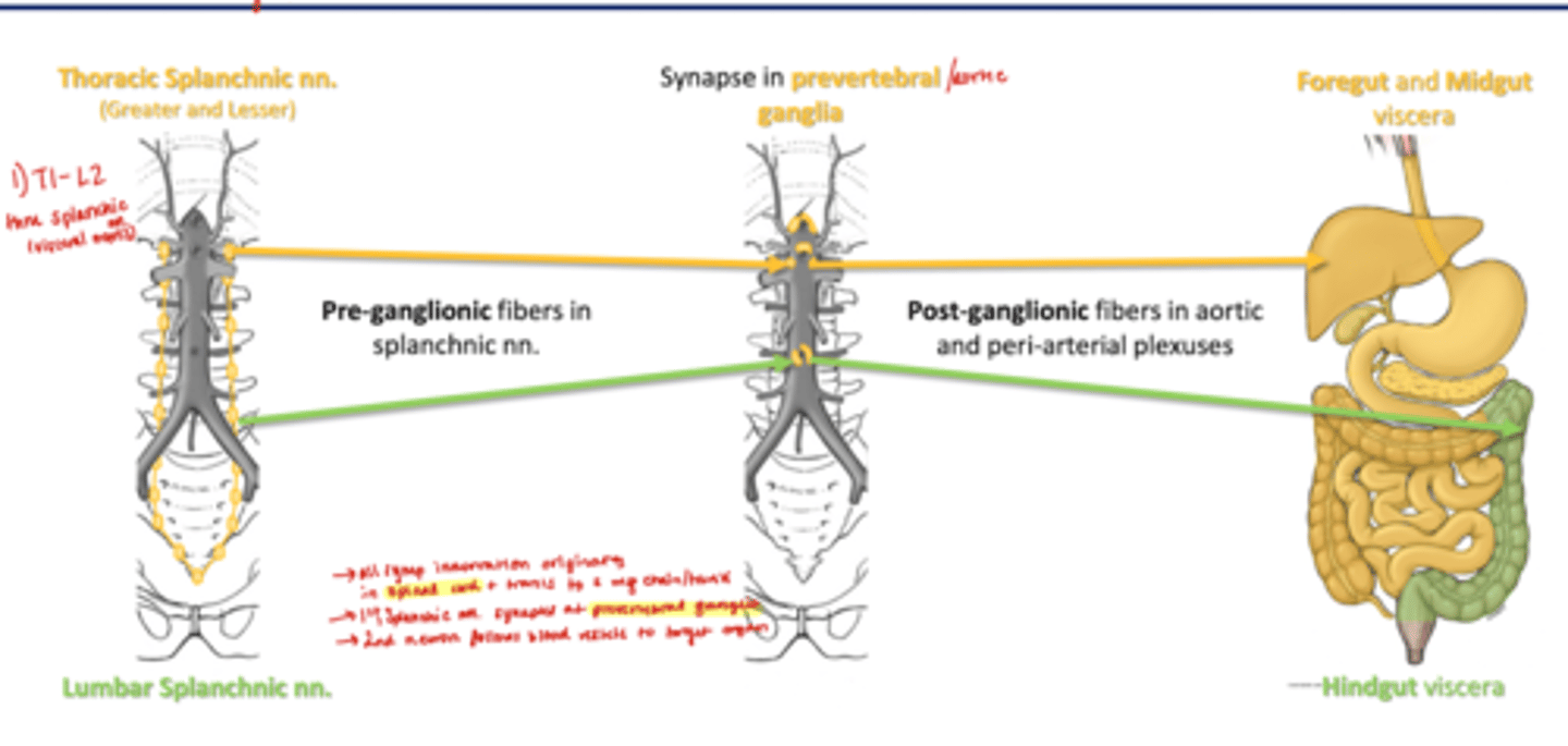 <p>Thoracic Splanchnic nn. (greater and lesser)--> Synapse in prevertebral ganglia--> Foregut and Midgut Viscera</p><p>Lumbar Splanchnic nn--> synapse in prevertebral ganglis--> Hingut Viscera</p><p>-all symp innervation originates in spinal cord and travels to symp chain</p><p>-1st splanchic nn synapses at prevertebral ganglia</p><p>-2nd neuron follows blood vessels to target organ</p>