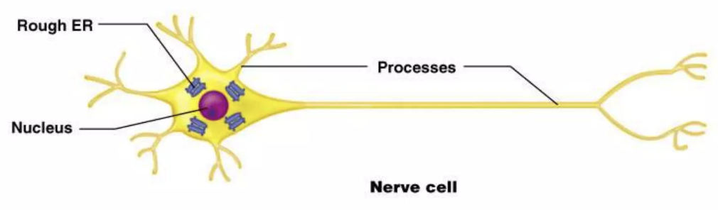 <p>nerve cell</p>