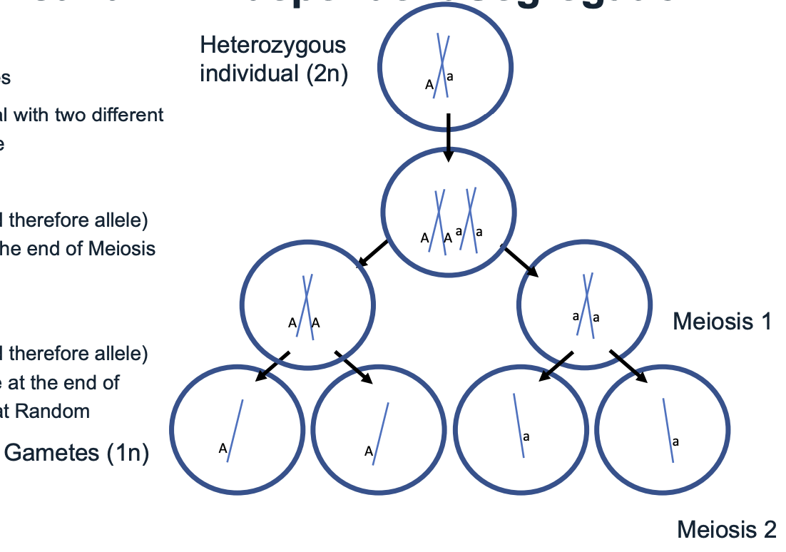 <p>One pair of chromosomes</p><p>A heterozygous individual with two different alleles for the same gene</p><p>Which chromosome (and therefore allele) ends up in which cell at the end of meiosis 1 is completely random</p><p>Which chromosome (and therefore allele) ends up in which gamete at the end of meiosis 2 is completely random</p><p>For any single gene, the alleles segregate independently into gametes, such that any gamete has an equally likely chance of inheriting either allele</p><p><span>The separation of allele pairs during the formation of gametes (sperm and egg cells) so that each gamete receives only one allele for each trait</span></p>