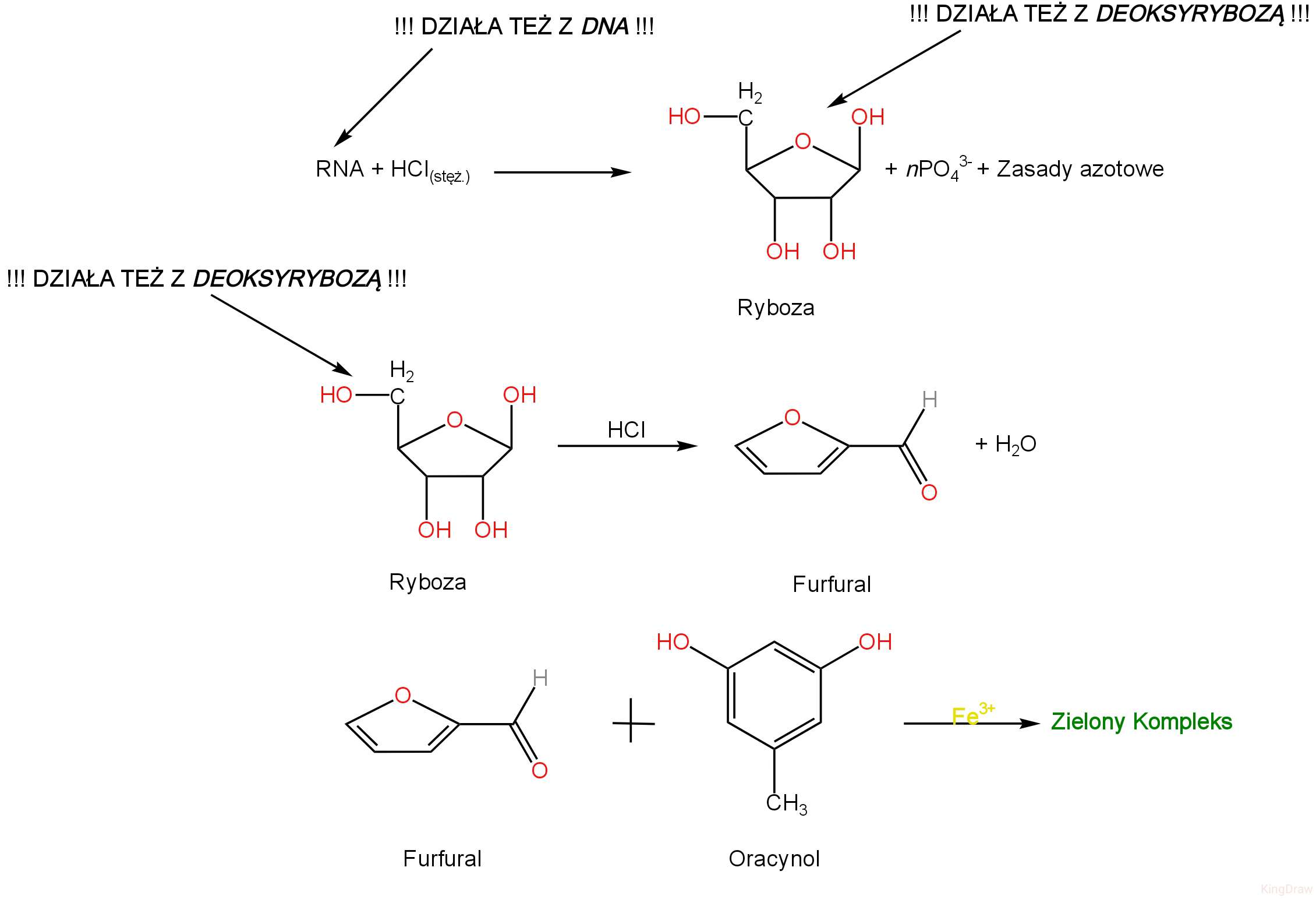 <p><strong><mark data-color="red" style="background-color: red; color: inherit;">Wykrywany czynnik: </mark></strong><span style="color: rgb(253, 253, 253);"><u><mark data-color="red" style="background-color: red; color: inherit;"><span>Pentoza</span></mark></u><mark data-color="red" style="background-color: red; color: inherit;"><span>.</span></mark></span><br><strong><mark data-color="yellow" style="background-color: yellow; color: inherit;">Substraty:</mark></strong></p><ol><li><p><mark data-color="yellow" style="background-color: yellow; color: inherit;">Ekstrakt z <span>RNA;</span></mark></p></li><li><p><mark data-color="yellow" style="background-color: yellow; color: inherit;">HCl<sub>(stęż.)</sub>;</mark></p></li><li><p><span style="line-height: 1.15;"><mark data-color="yellow" style="background-color: yellow; color: inherit;"><span>5-metylobenzeno-1,3-diol (oracynol);</span></mark></span></p></li><li><p><mark data-color="yellow" style="background-color: yellow; color: inherit;">FeCl<sub>3</sub>.</mark></p></li></ol><p><mark data-color="blue" style="background-color: blue; color: inherit;">Kwas chlorowodorowy powoduje hydrolizę kwasową, a następnie przez odwodnienie przekształca rybozę w furfural. Furfural wraz z oracynolem w obecności jonów Fe<sup>3+</sup> tworzy barwny kompleks.</mark></p><p><strong><mark data-color="purple" style="background-color: purple; color: inherit;">Obserwacje: </mark></strong><span style="color: green;"><strong><mark data-color="purple" style="background-color: purple; color: inherit;"><span>Zielone zabarwienie</span></mark></strong></span><strong><mark data-color="purple" style="background-color: purple; color: inherit;">.</mark></strong></p>