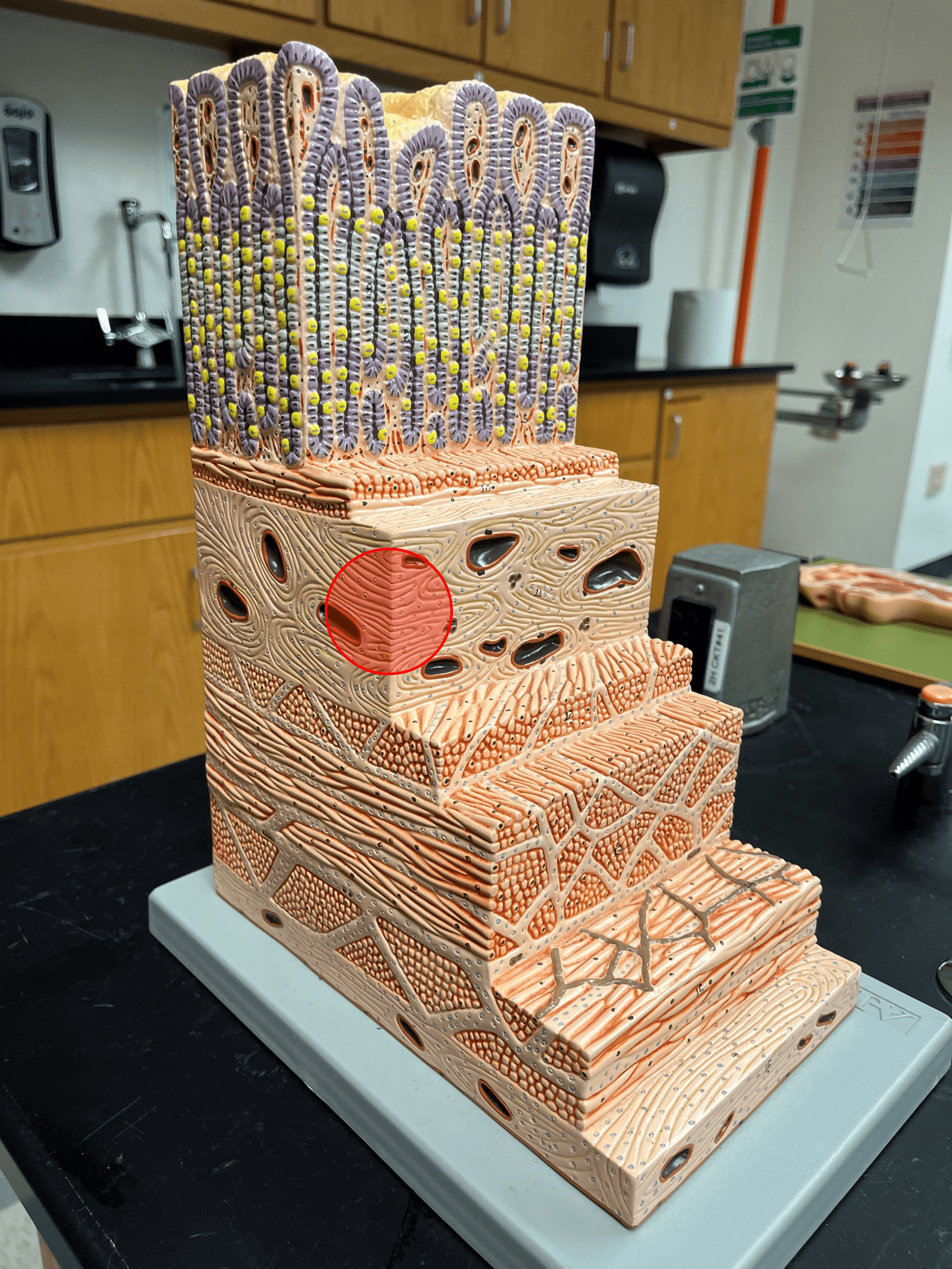 • The second deepest layer of the gastrointestinal tract.

• Composed of loose connective tissue.

• Superficial to the mucosa.

• Deep to the muscularis externa.