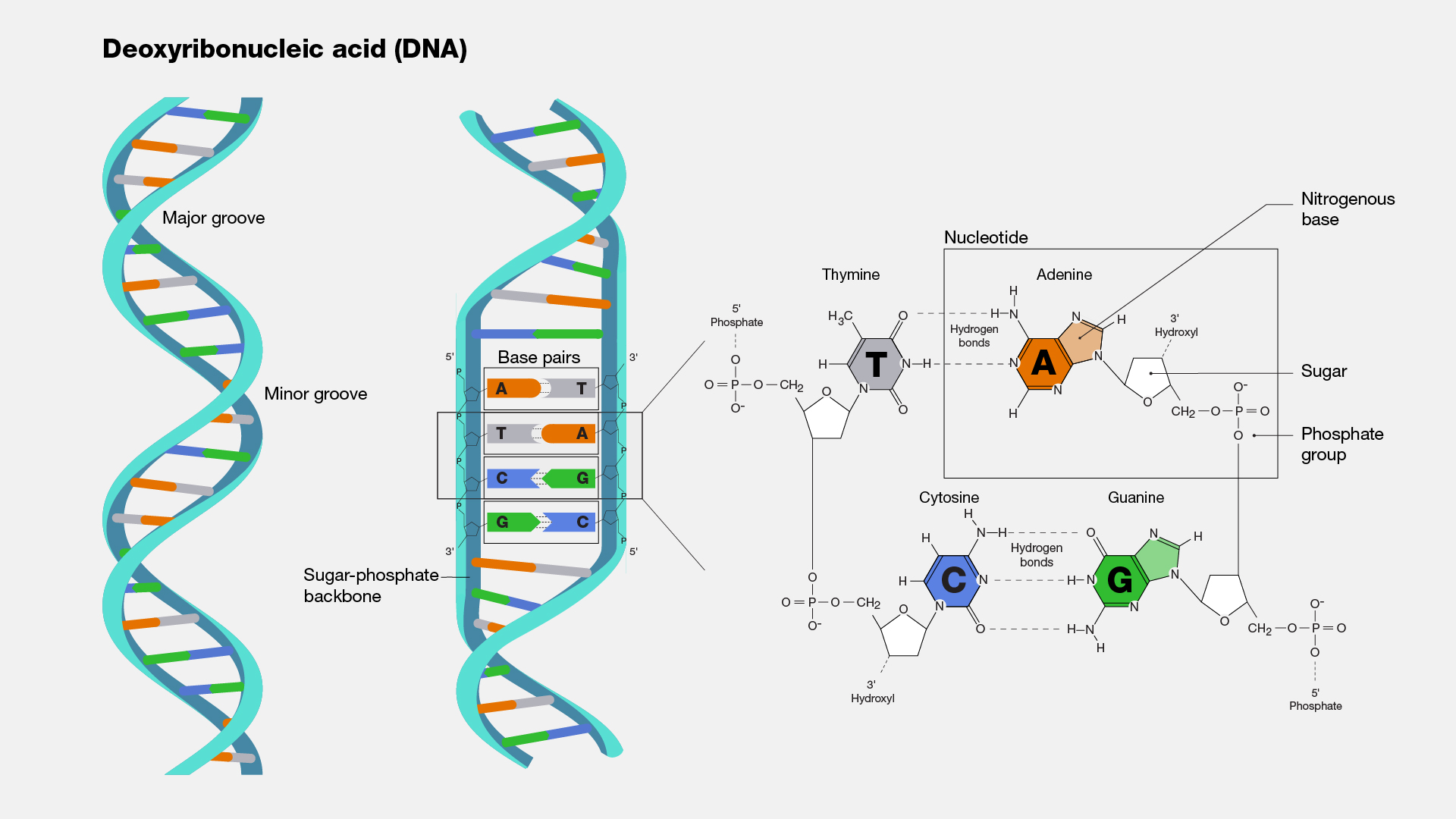 <p>DNA</p>