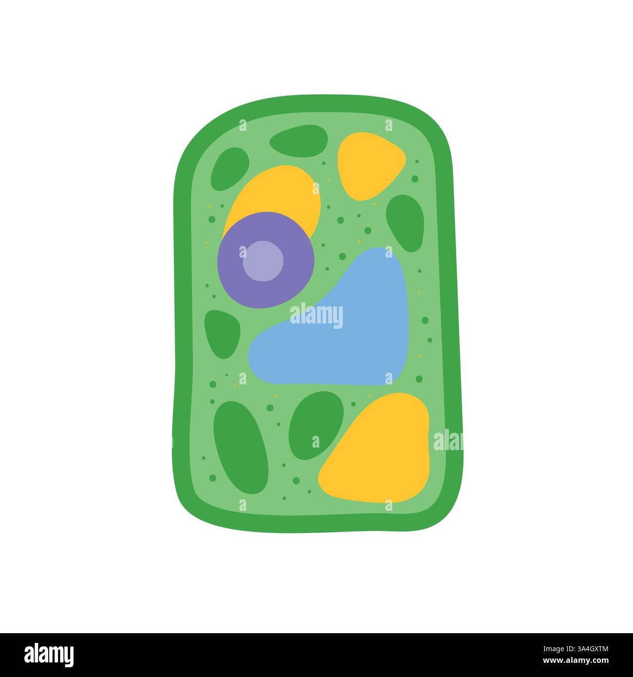 <p>Which Cell is this</p>