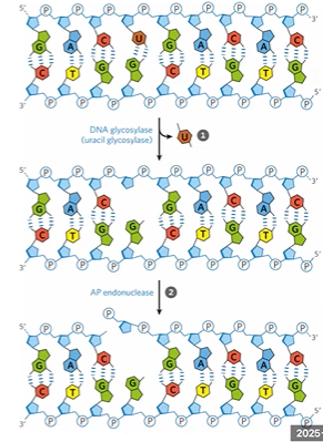 <p>detects damage bases, depurination, and ss breaks</p><p>DNA glycosylase cleaves bond to AP site</p><p>AP Endonuclease repairs with single strand break</p><p>DNA pol 1 makes new DNA</p><p>DNA ligase seals it</p>