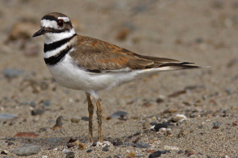 Charadriiformes - Charadriidae - Charadrius vociferus