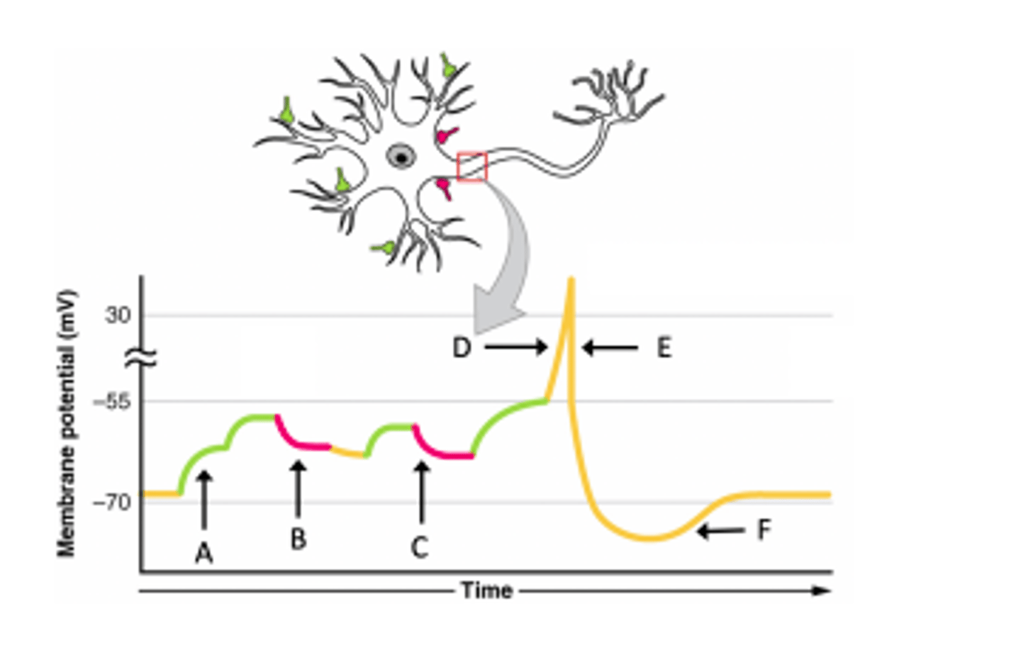 <p>An inhibitory postsynaptic potential (IPSP) is a kind of synaptic potential that makes a postsynaptic neuron less likely to generate an action potential and an excitatory postsynaptic potential (EPSP) is a synaptic potential that makes a postsynaptic neuron more likely to generate an action potential. Summation occurs when you add up the effect of multiple stimuli, that are all individually subthreshold so that together they are suprathreshold and are able to generate an action potential (a response)</p><p>Which point shows an IPSP generated after the summation of 2 EPSPs?</p><p>A) A</p><p>B) B</p><p>C) C</p><p>D) D</p><p>E) E</p><p>F) F</p>