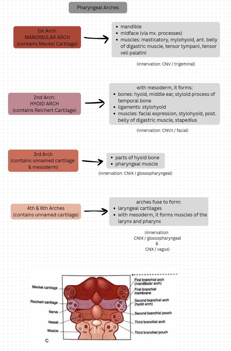 <ul><li><p>1st Arch (Mandibular Arch) → </p><ul><li><p>mandible</p></li><li><p>midface</p></li><li><p>muscles (masticatory, mylohyoid, ant. belly of digastric, tensor tympani, tensor veli palatini)</p></li></ul></li><li><p>2nd Arch (Hyoid) →</p><ul><li><p>bones (hyoid, middle ear, styloid process of temporal bone)</p></li><li><p>ligaments (stylohyoid)</p></li><li><p>muscles (facial expression, stylohyoid, post belly of digastric, stapedius)</p></li></ul></li><li><p>3rd Arch → parts of hyoid bone, pharyngeal muscle</p></li><li><p>4th & 6th Arches fuse → laryngeal cartilages, muscles of larynx and pharynx</p></li></ul><p></p>