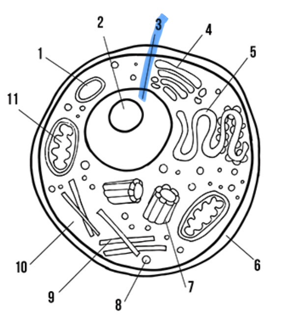 <p>What is the highlighted area called</p>
