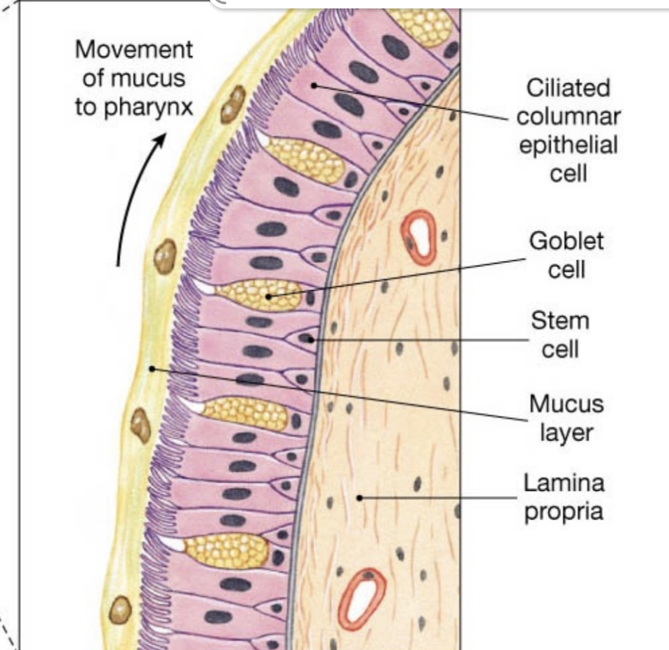 <p>What type of epithelium lines most of the conducting portion of the upper airway?</p>