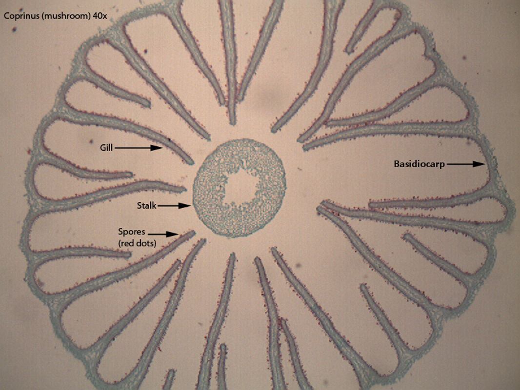 <ul><li><p><strong>Characteristics</strong>: These fungi form spores on club-like structures called basidia, typically found on fruiting bodies such as mushrooms.</p></li><li><p><strong>Examples</strong>: Mushrooms (e.g., <em>Agaricus</em>), puffballs, and shelf fungi.</p></li></ul><p></p>