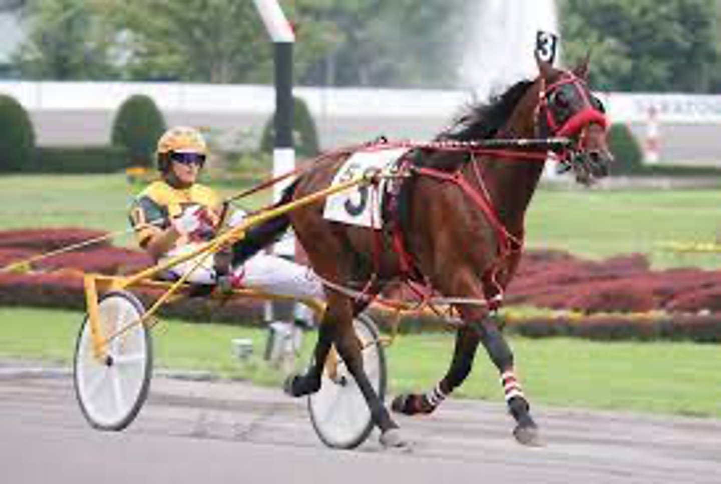 <p>- Natural Gait</p><p>- 2-beat lateral gait (lateral limbs strike ground simultaneously)</p><p>- Teeter-totter sensation while riding</p><p>- Only recognized in standardbreds</p>